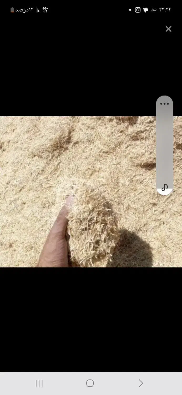 فروش گندم بذر|خدمات باغبانی و درختکاری|سنقر, |دیوار