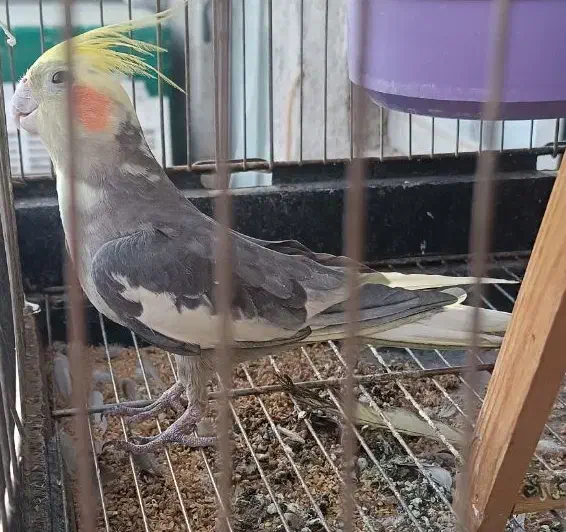 مرغ عروس|پرنده|آران و بیدگل, |دیوار