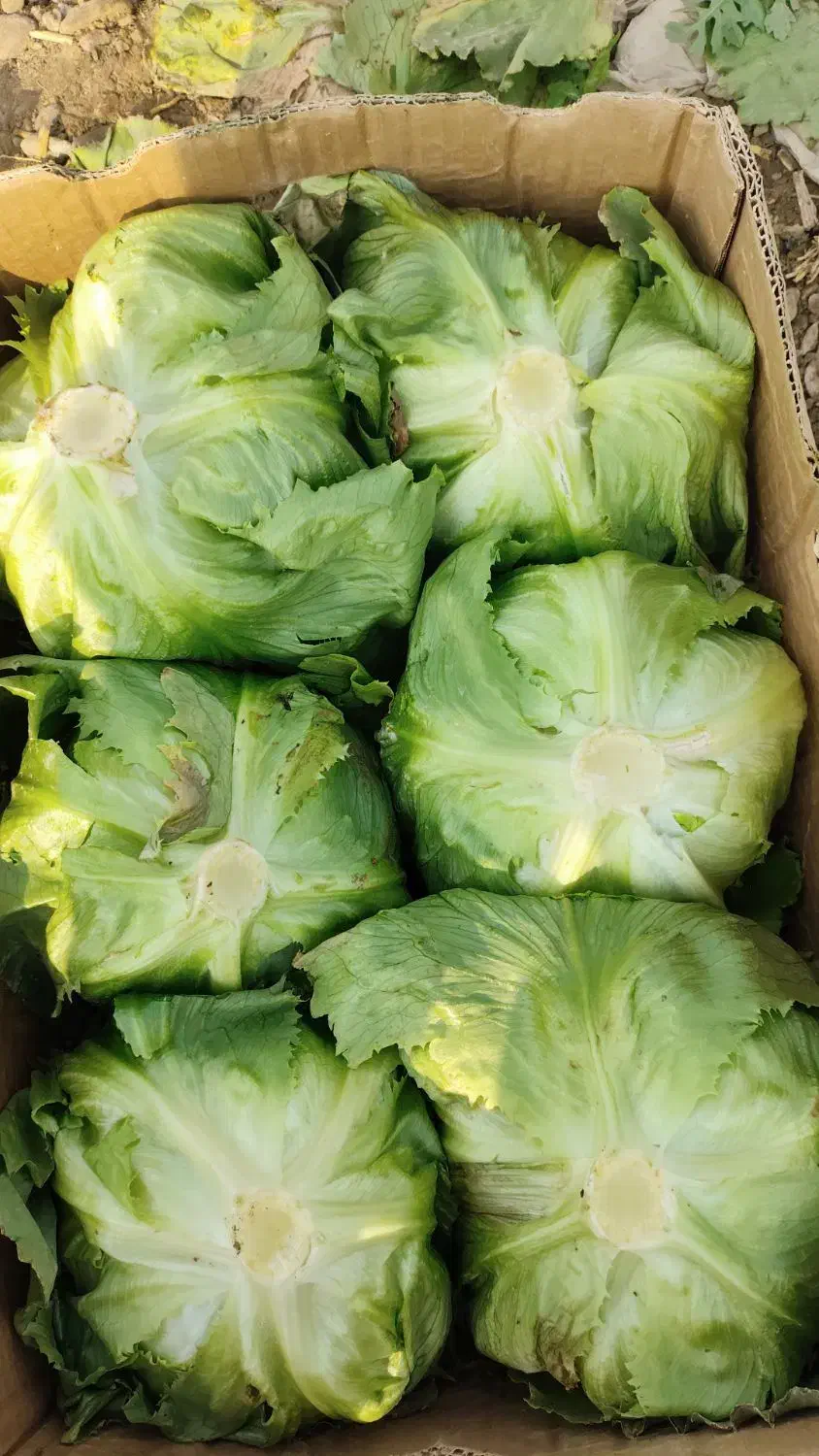 ورامین کاهو|خدمات باغبانی و درختکاری|ورامین, قويينک زهری|دیوار