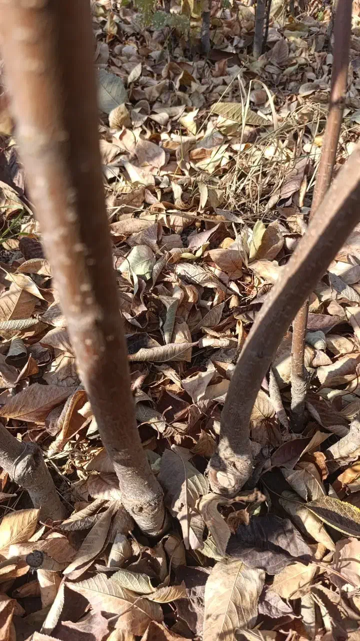 پخـش انـواع نهال درجـه یـک|خدمات باغبانی و درختکاری|کنگاور, |دیوار