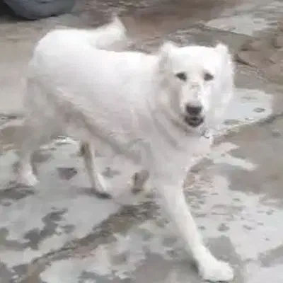 سگ نگهبان.و صحرا|سگ|شیراز, آبزنگی|دیوار