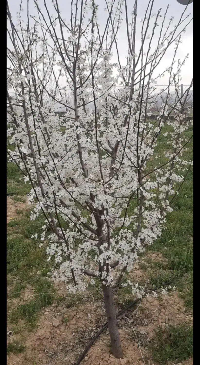 خانه باغ خشکه دول/وشکه وول حسن آباد|فروش دفتر صنعتی، کشاورزی، تجاری|سنندج, |دیوار