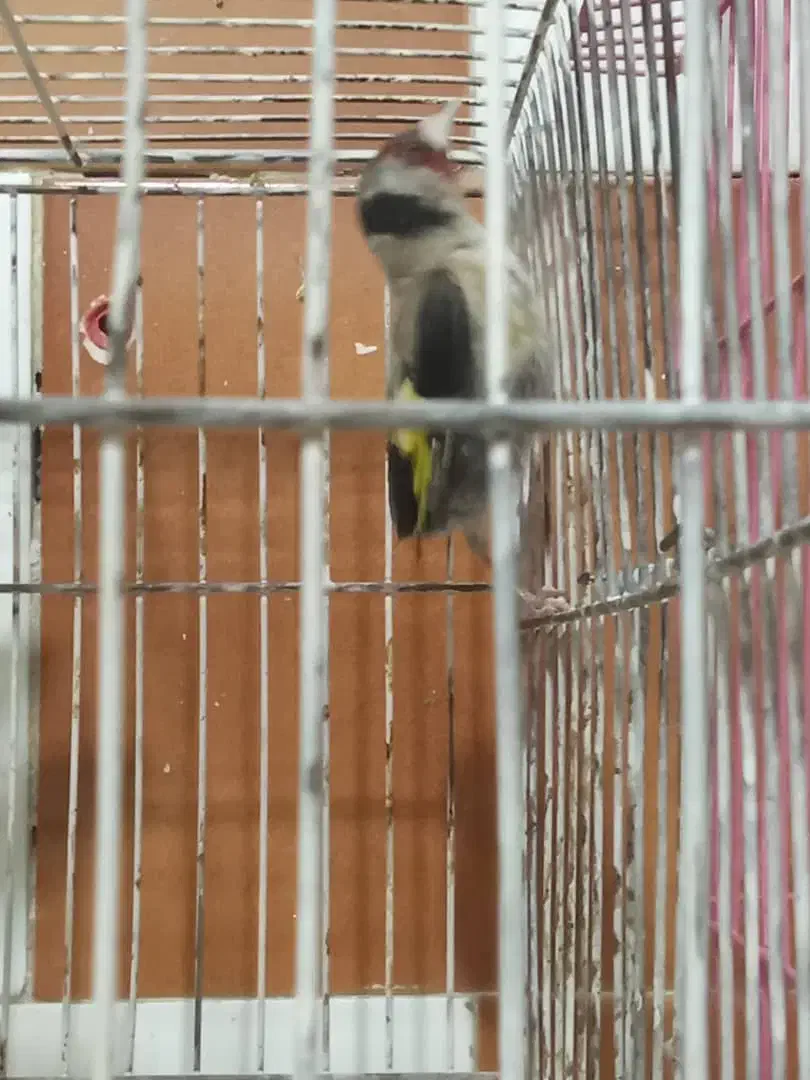 سهره 3عدد و یکی جوجه سهره نر|پرنده|خسروشاه, |دیوار