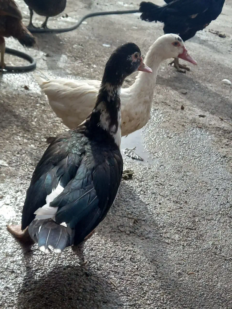 مرغ‌ و خروس برهما،مرغابی اسرائیلی|حیوانات مزرعه|ماهیدشت, |دیوار