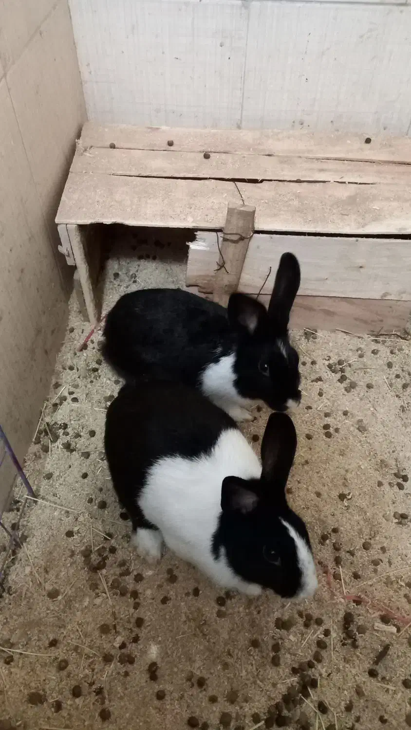 یک جفت خرگوش|موش و خرگوش|ساری, |دیوار