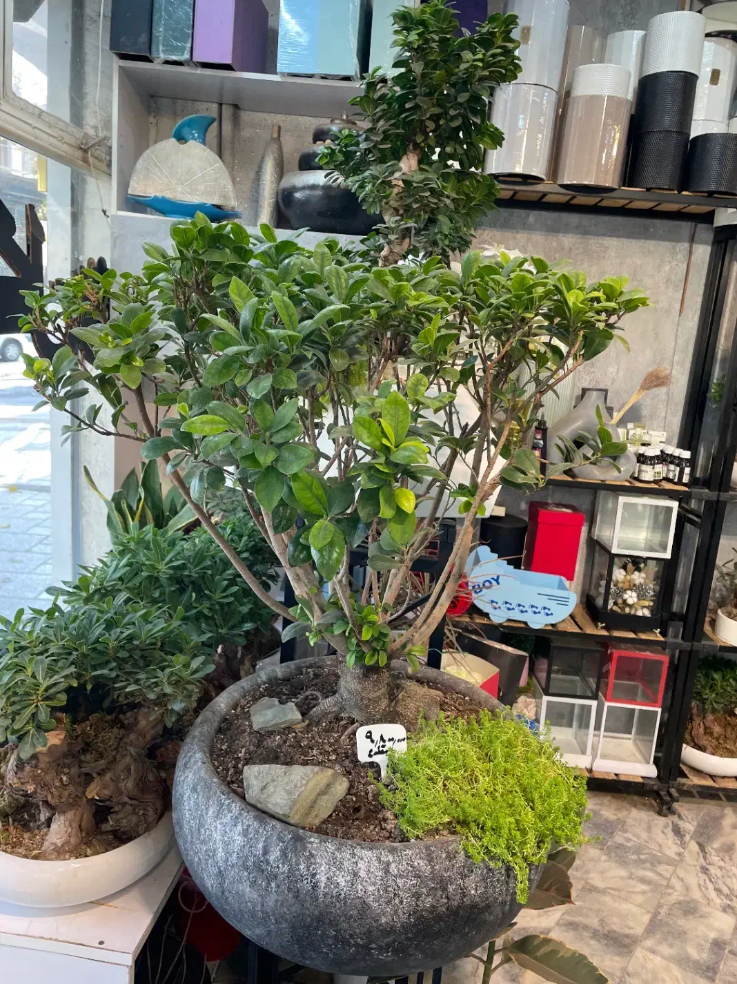 انواع گل و گیاه و بنسای|گل و گیاه طبیعی|مشهد, کوه سنگی|دیوار