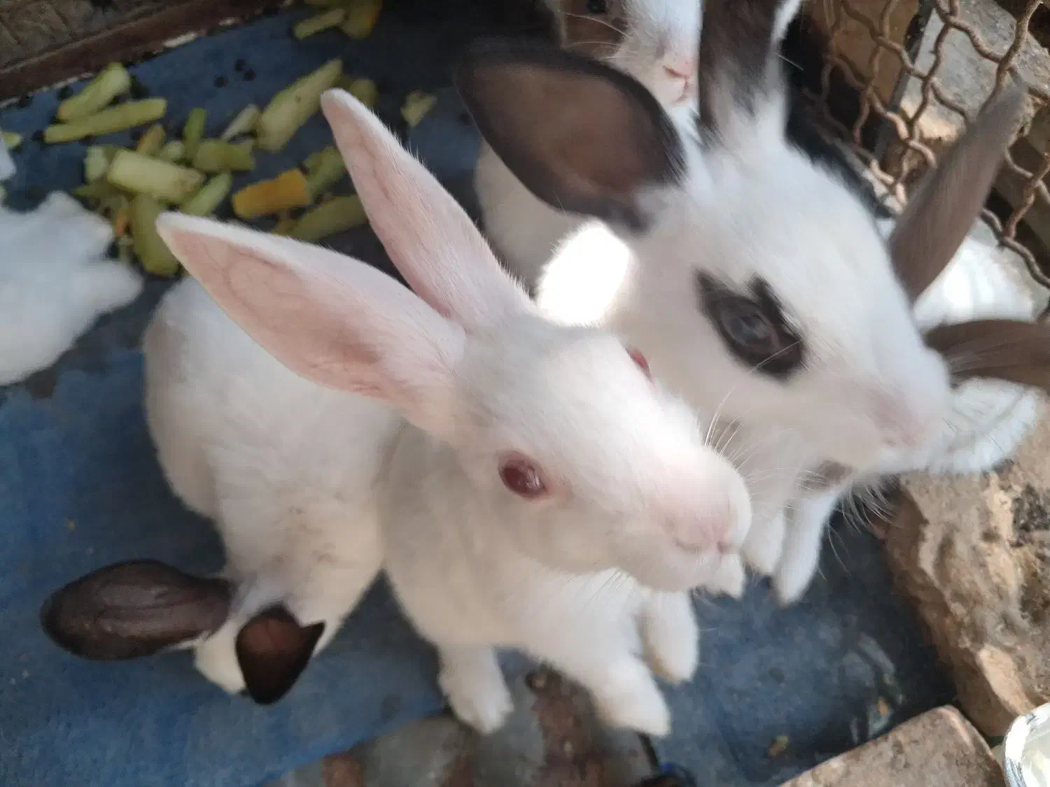 سفیدمشکی|موش و خرگوش|لوندویل, |دیوار