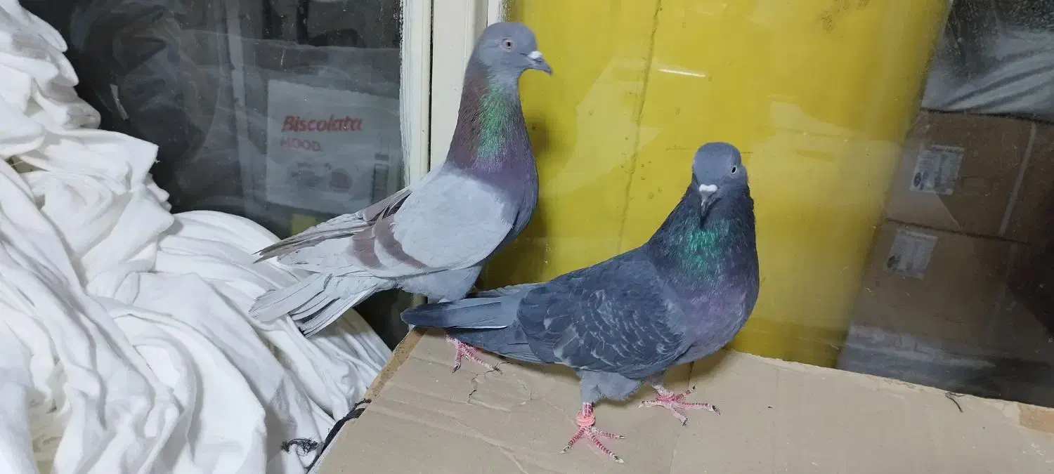 کبوتر پرشی.2عدد.نروماده.ازبلندی گرفتم|پرنده|تهران, مولوی|دیوار