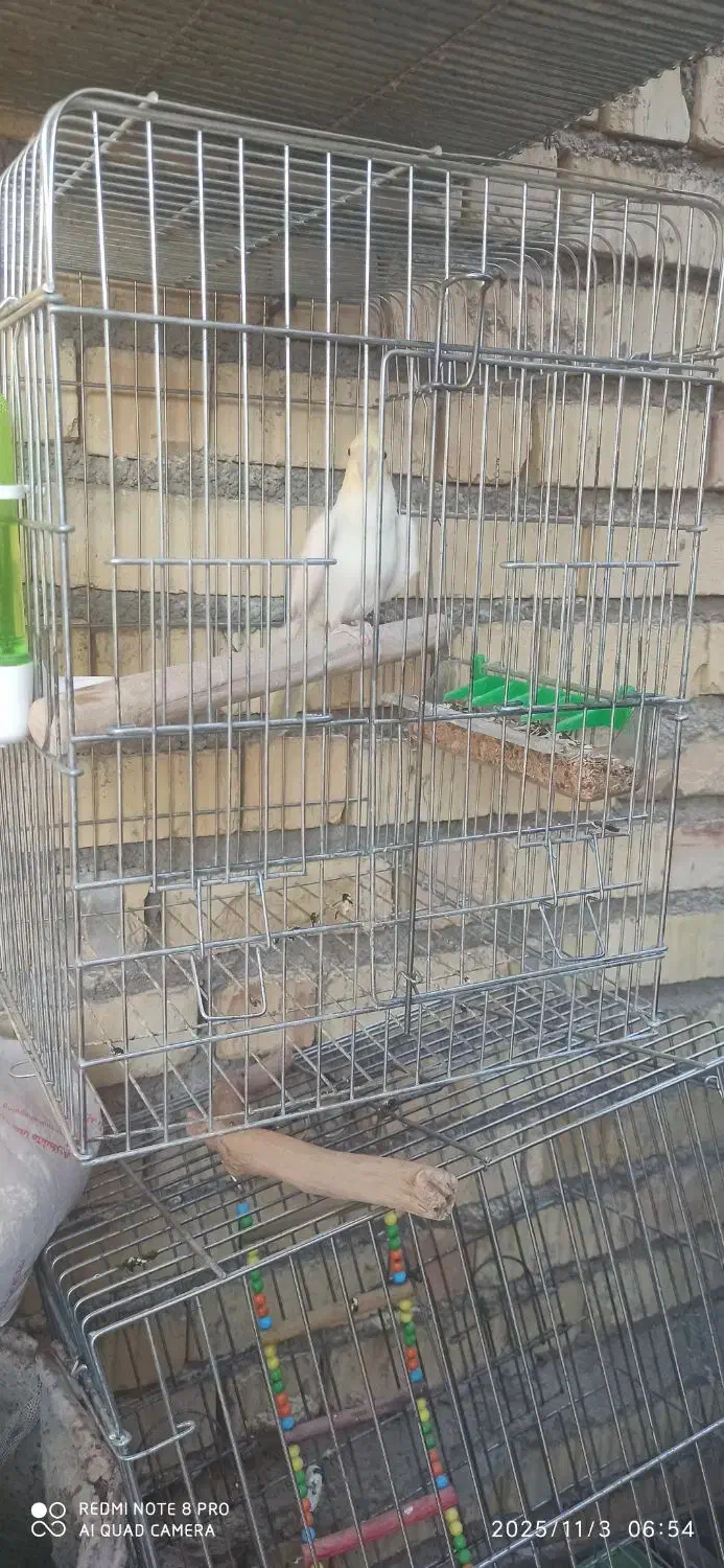 عروس هلندی لوتینو|پرنده|داراب, |دیوار