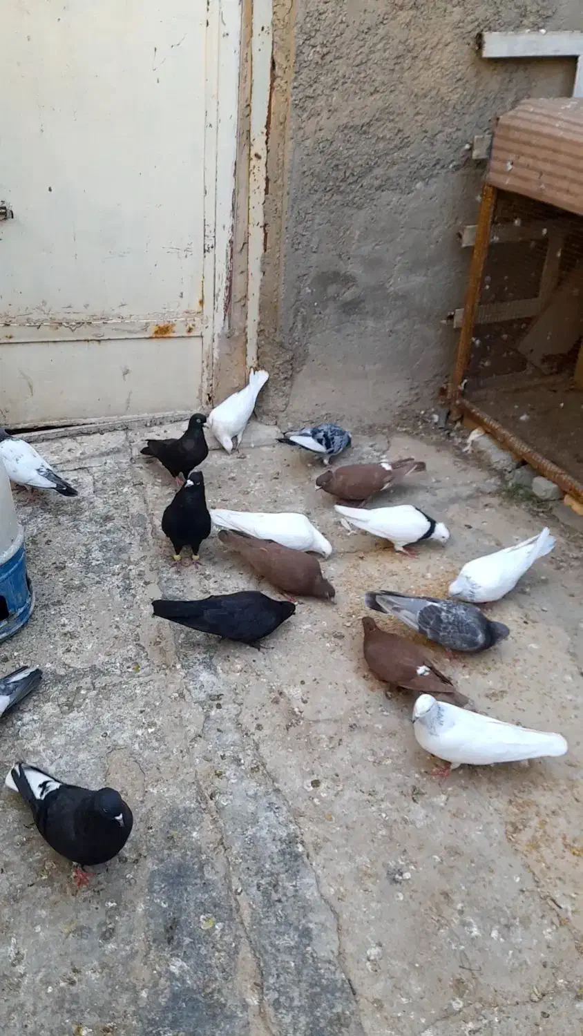 رنگی|پرنده|امیدیه, |دیوار