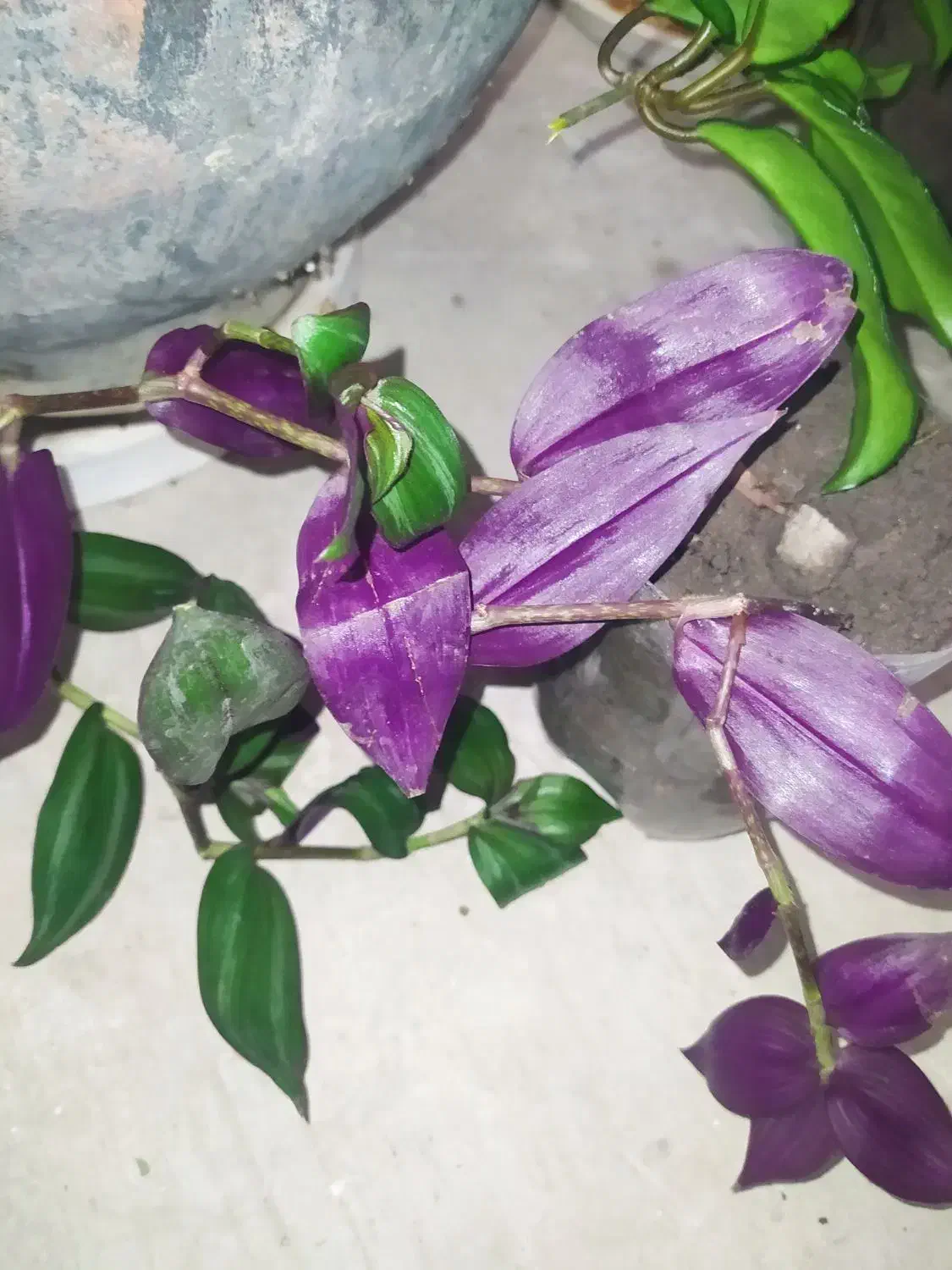 گل فقط 20 تومن|گل و گیاه طبیعی|ارومیه, |دیوار