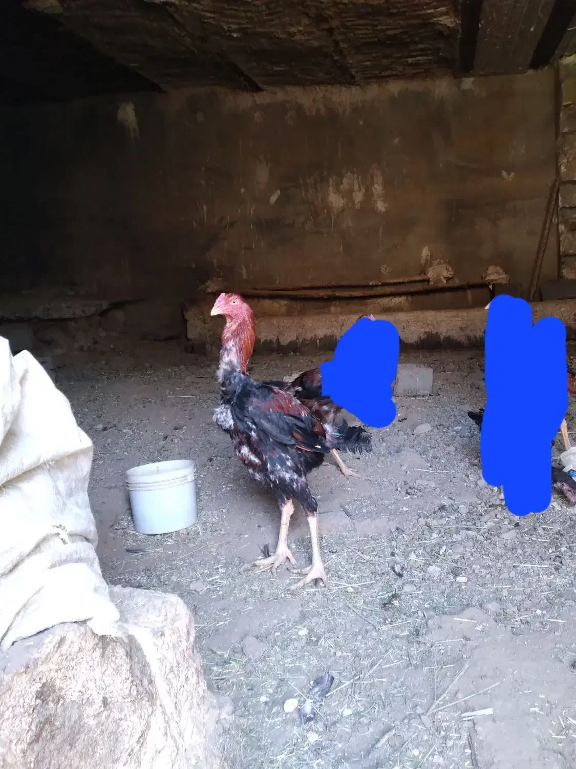 جوجه خروس لاری|حیوانات مزرعه|سقز, |دیوار