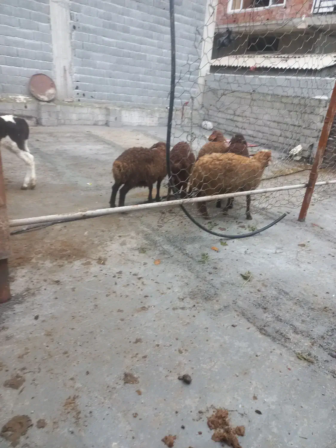 ۵ راس بره  ۳ تا ماده. ۲ تا نر|حیوانات مزرعه|نوشهر, |دیوار