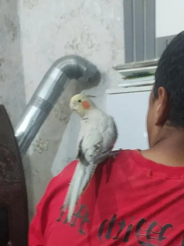 جفت عروس دستی|پرنده|بیرجند, |دیوار