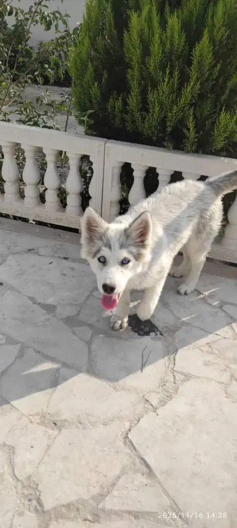 سگ هاسکی (توله)|سگ|فردیس, فردیس|دیوار