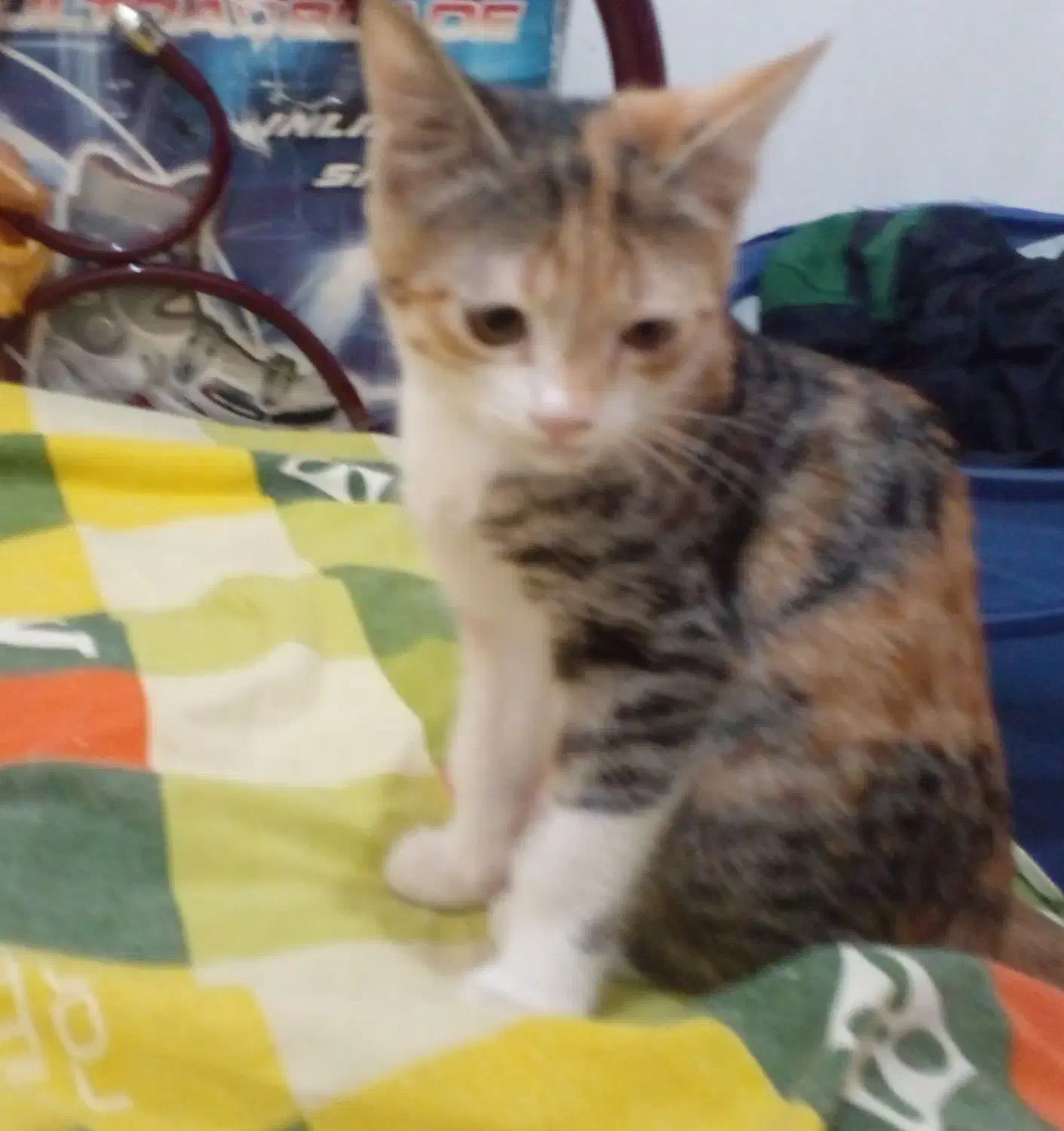 بچه گربه|گربه|طرقبه, |دیوار