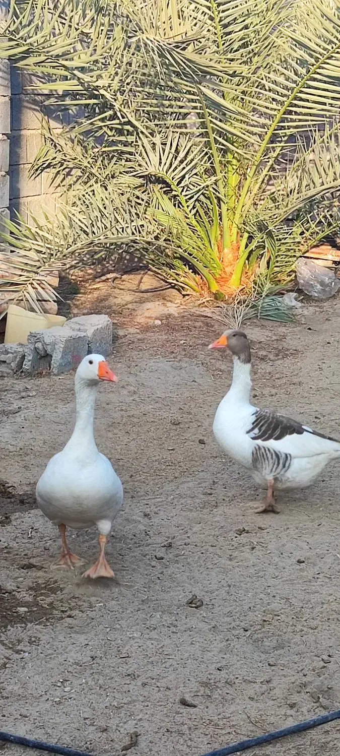 یک جفت غاز سالم|حیوانات مزرعه|میناب, |دیوار