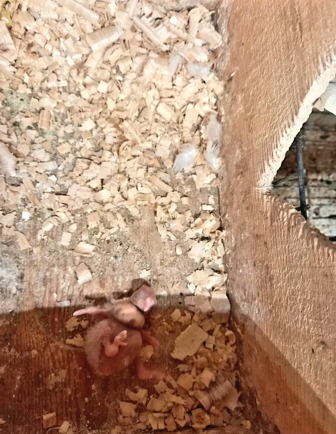 عروس هلندی نژاد البینو سرلاکی|پرنده|رشت, پل تالشان|دیوار