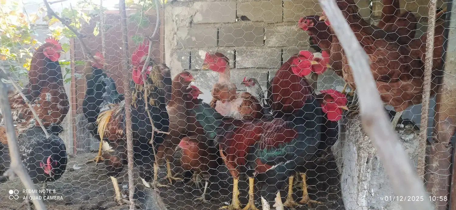 مرغ خروس محلی بیست عدد|حیوانات مزرعه|سرخنکلاته, |دیوار