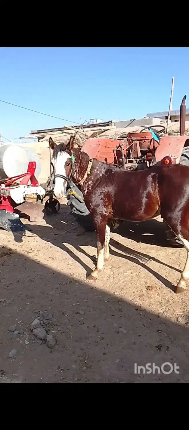 کره اسب جوان|اسب و تجهیزات اسبسواری|فیروزآباد, |دیوار