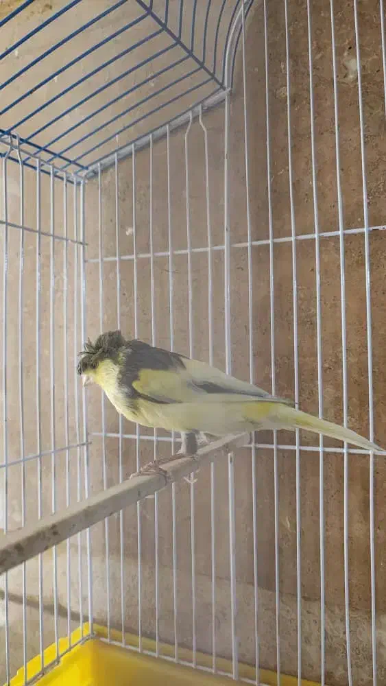 قناری گلاستر نر|پرنده|تهران, کوی بیمه|دیوار