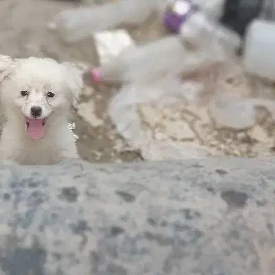 سگ نژاد پامر روباهی و شیتزو|سگ|برازجان, |دیوار