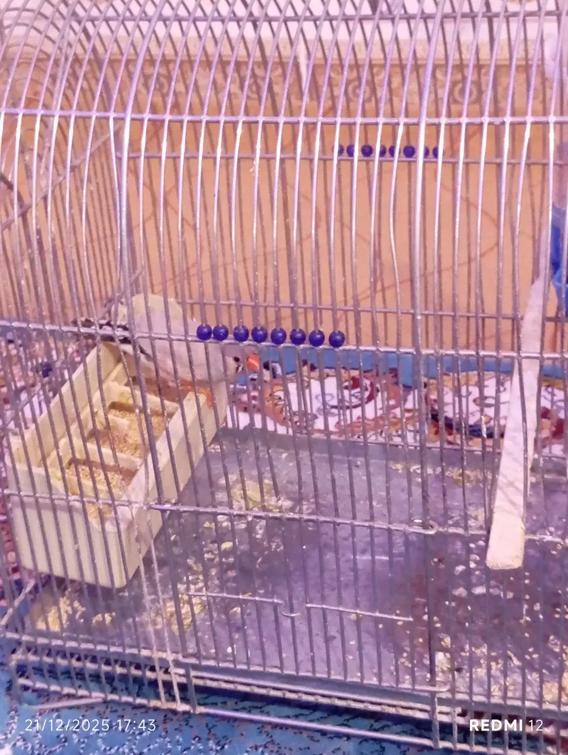 فنج|پرنده|اسلام‌‌آباد غرب, |دیوار