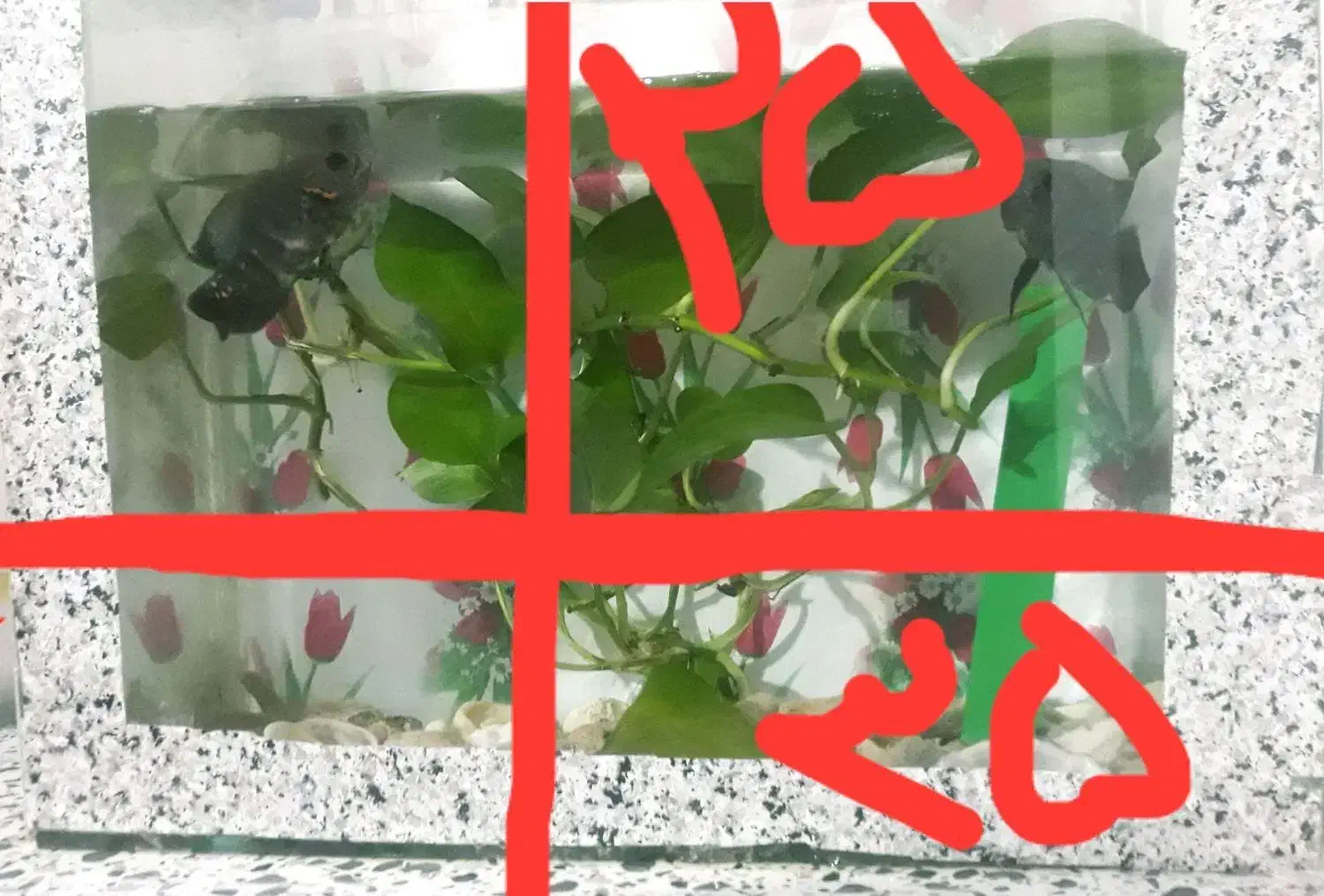 ماهی اسکار|ماهی|ملکآباد, |دیوار