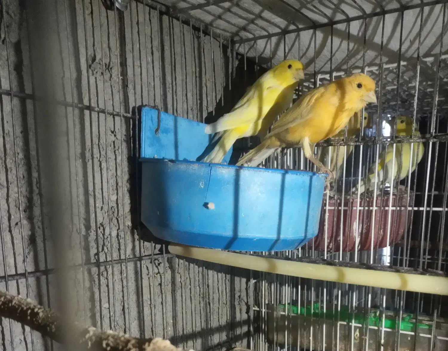 قناری رو جوجه و تعدادی قناری آماده نر و ماده|پرنده|زاهدان, |دیوار