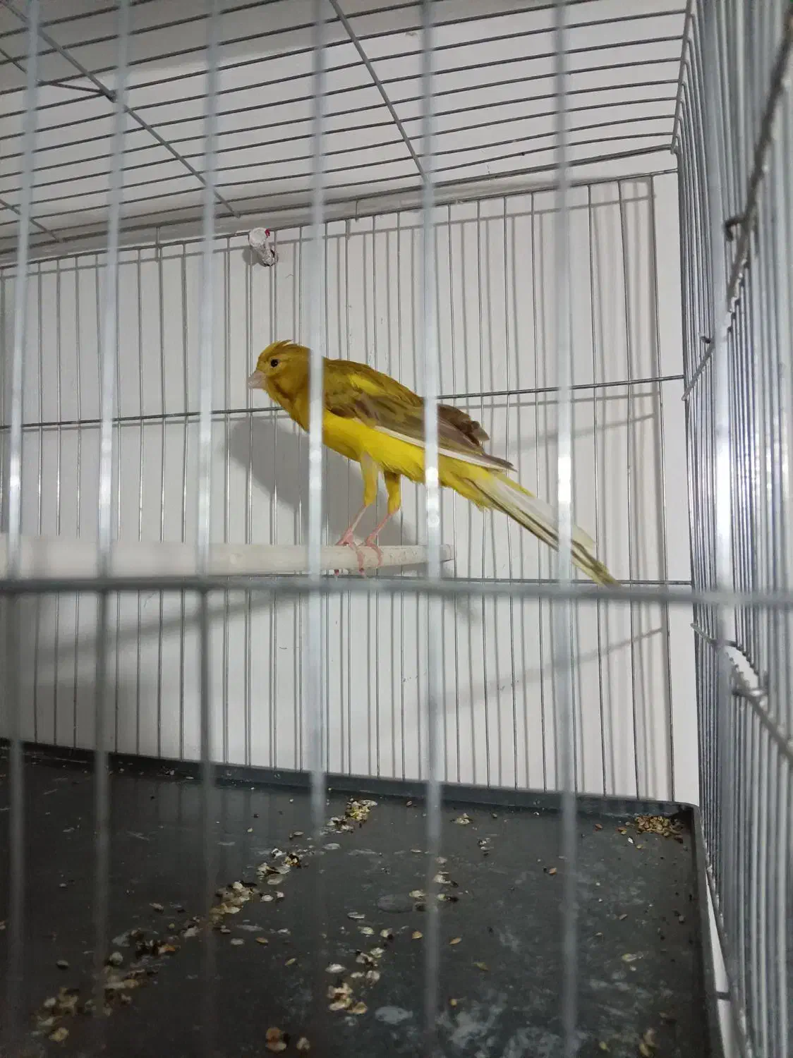 قناری رسمی بلند قرص بخون مست مست|پرنده|رباطکریم, شهرک صنعتی صباشهر|دیوار