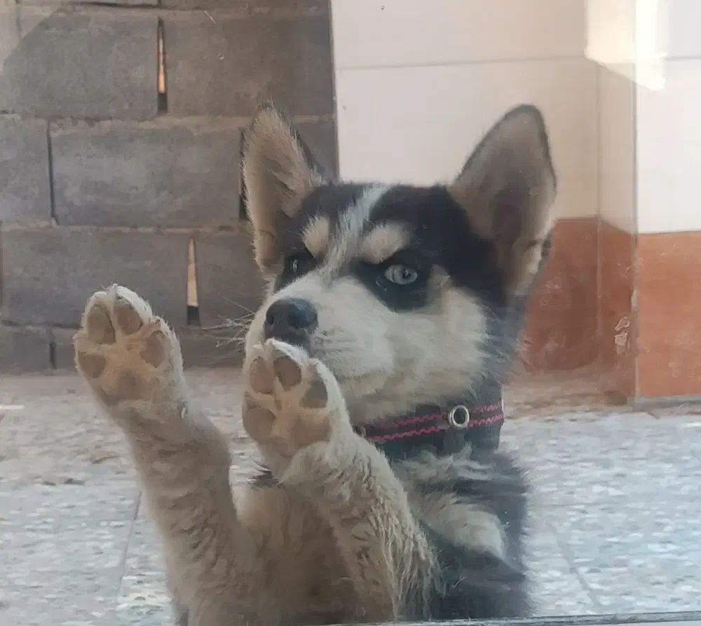 توله سگ هاسکی|سگ|خانمیرزا, |دیوار