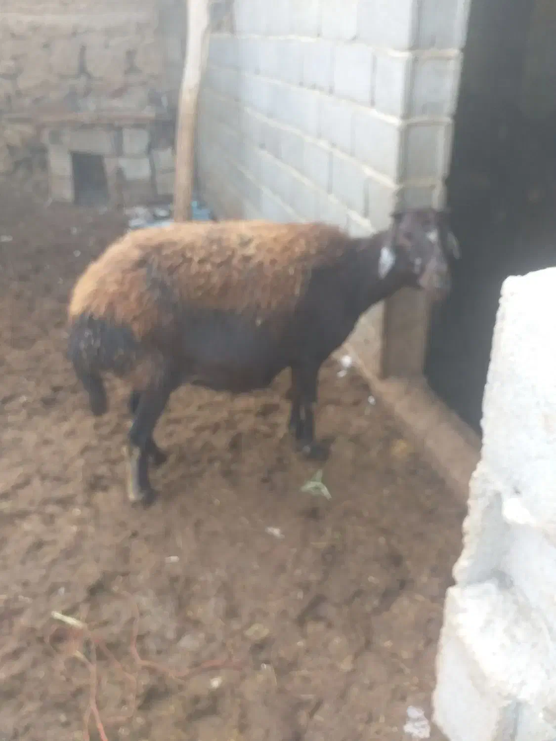 گوسفند|حیوانات مزرعه|بناب, |دیوار