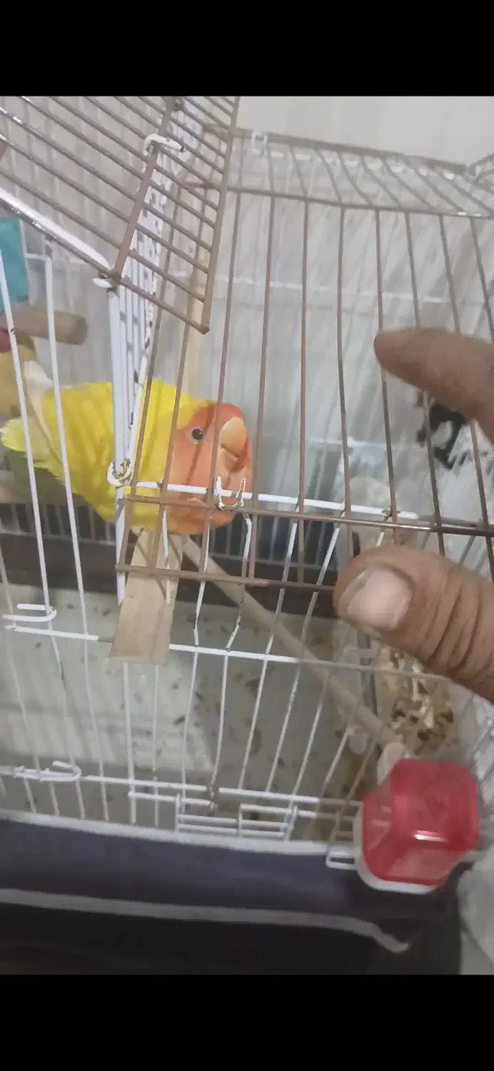 طوطی برزیلی|پرنده|برازجان, |دیوار