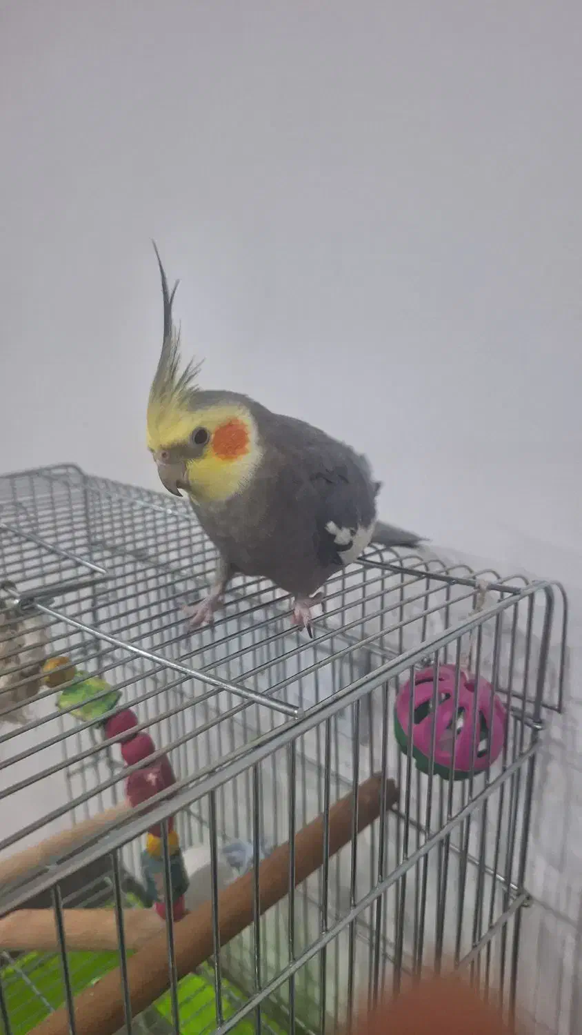 پرنده عروس هلندی|پرنده|شیراز, تندگویان|دیوار