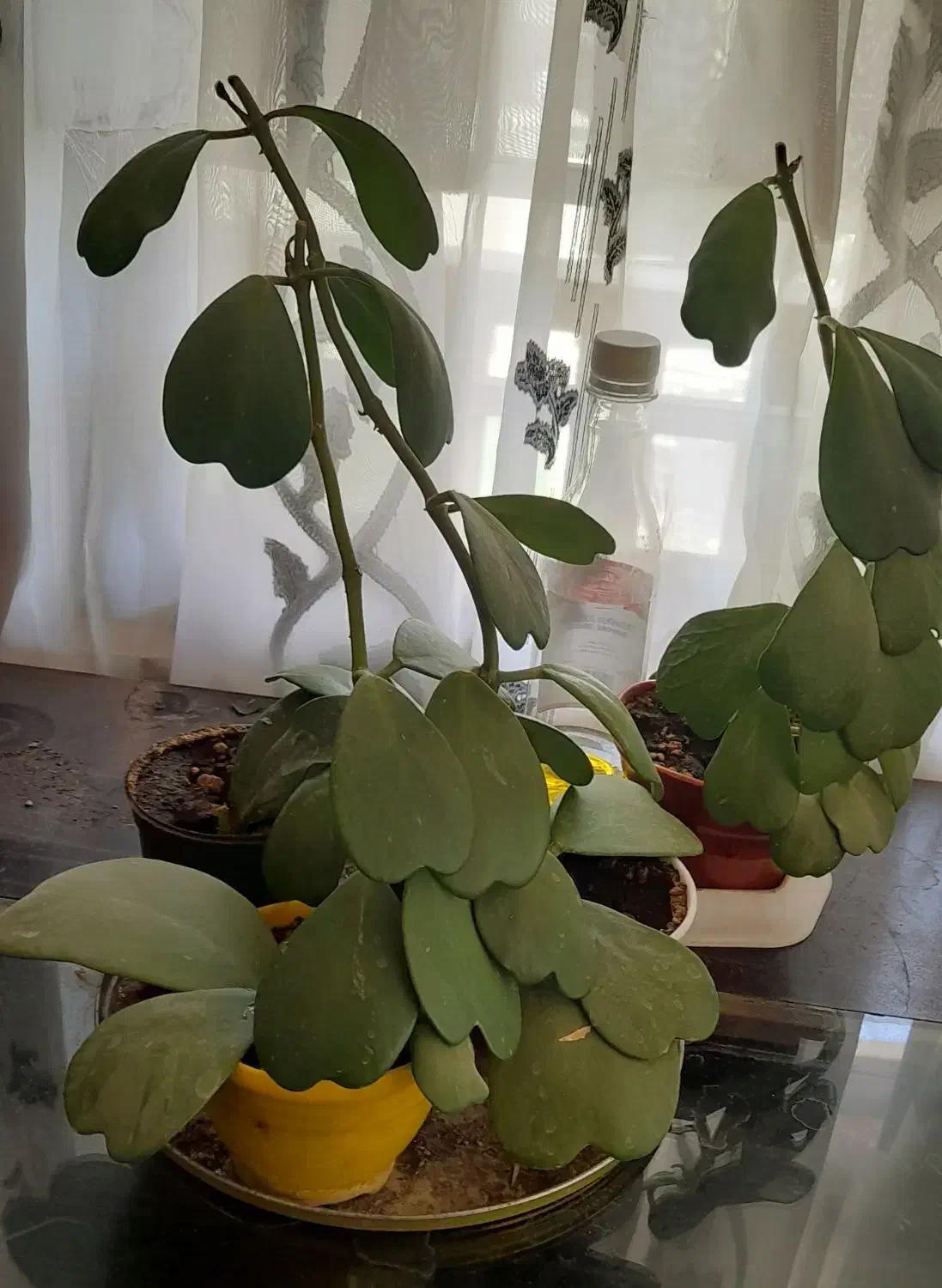 گل طبیعی برای روز مادر فروش و معاوضه|گل و گیاه طبیعی|کرج, حسینآباد|دیوار