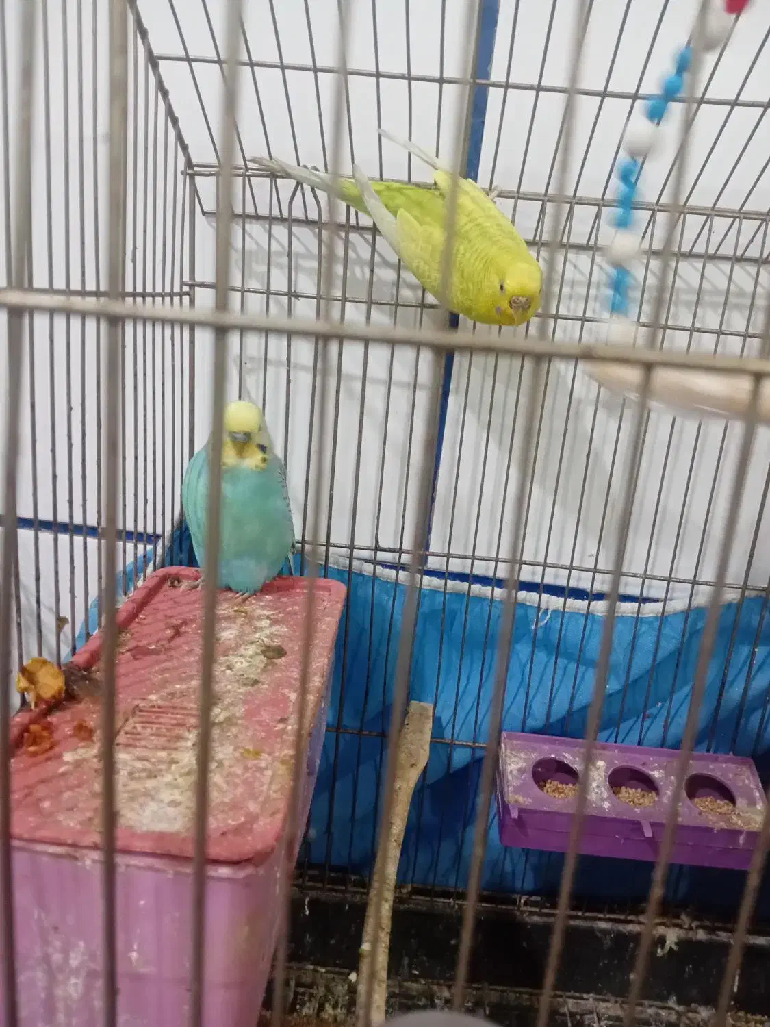 مرغ عشق|پرنده|آبادان, |دیوار