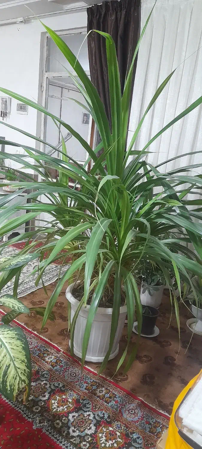 گل نخلی|گل و گیاه طبیعی|سیدآباد, |دیوار