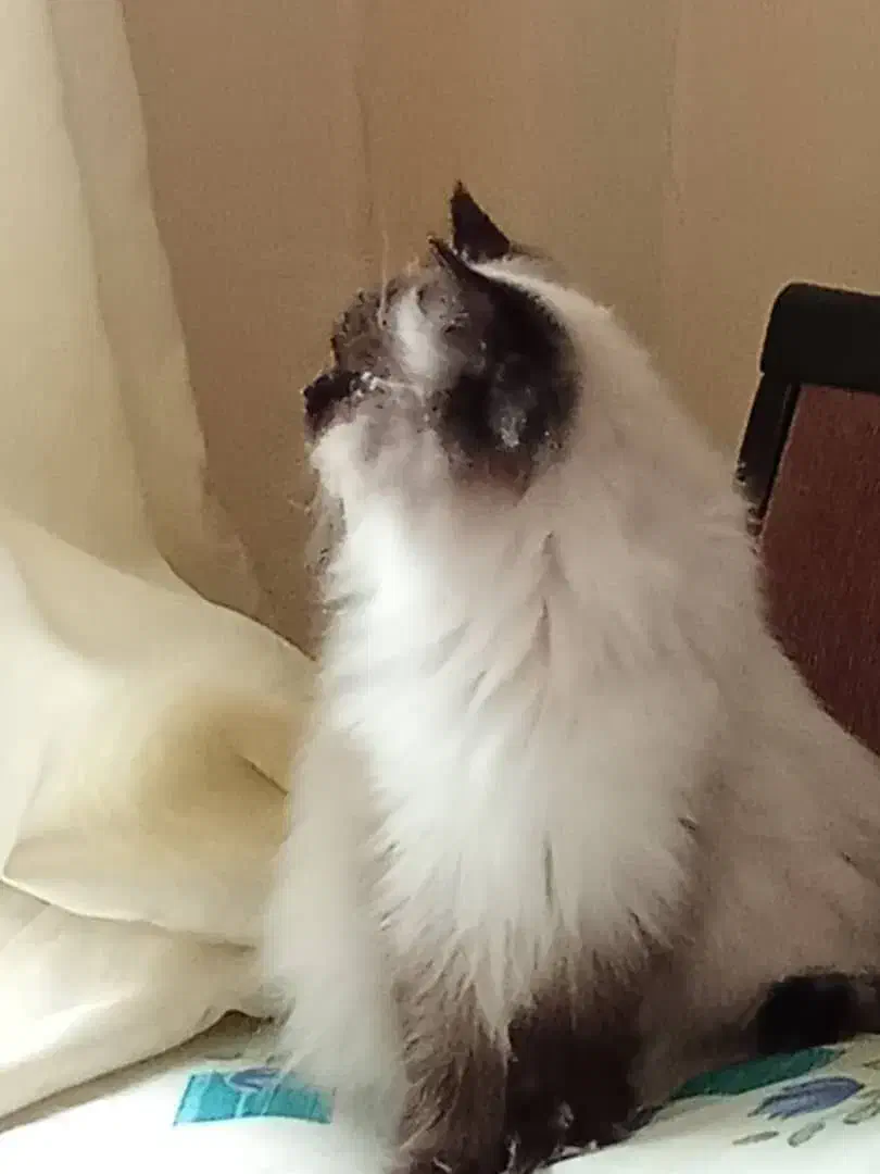 پیشی خوشگل|گربه|اهواز, سپیدار|دیوار