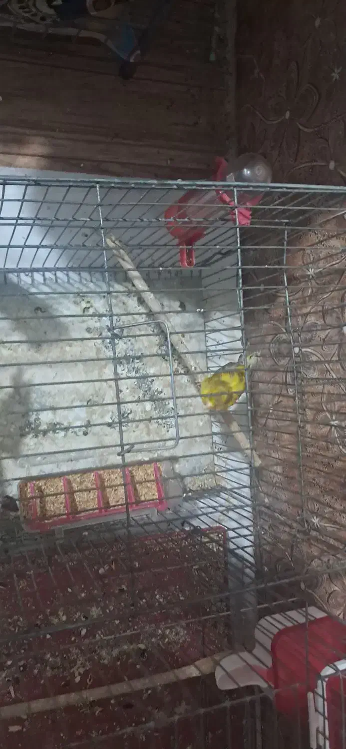 قناری|پرنده|برخوار, |دیوار