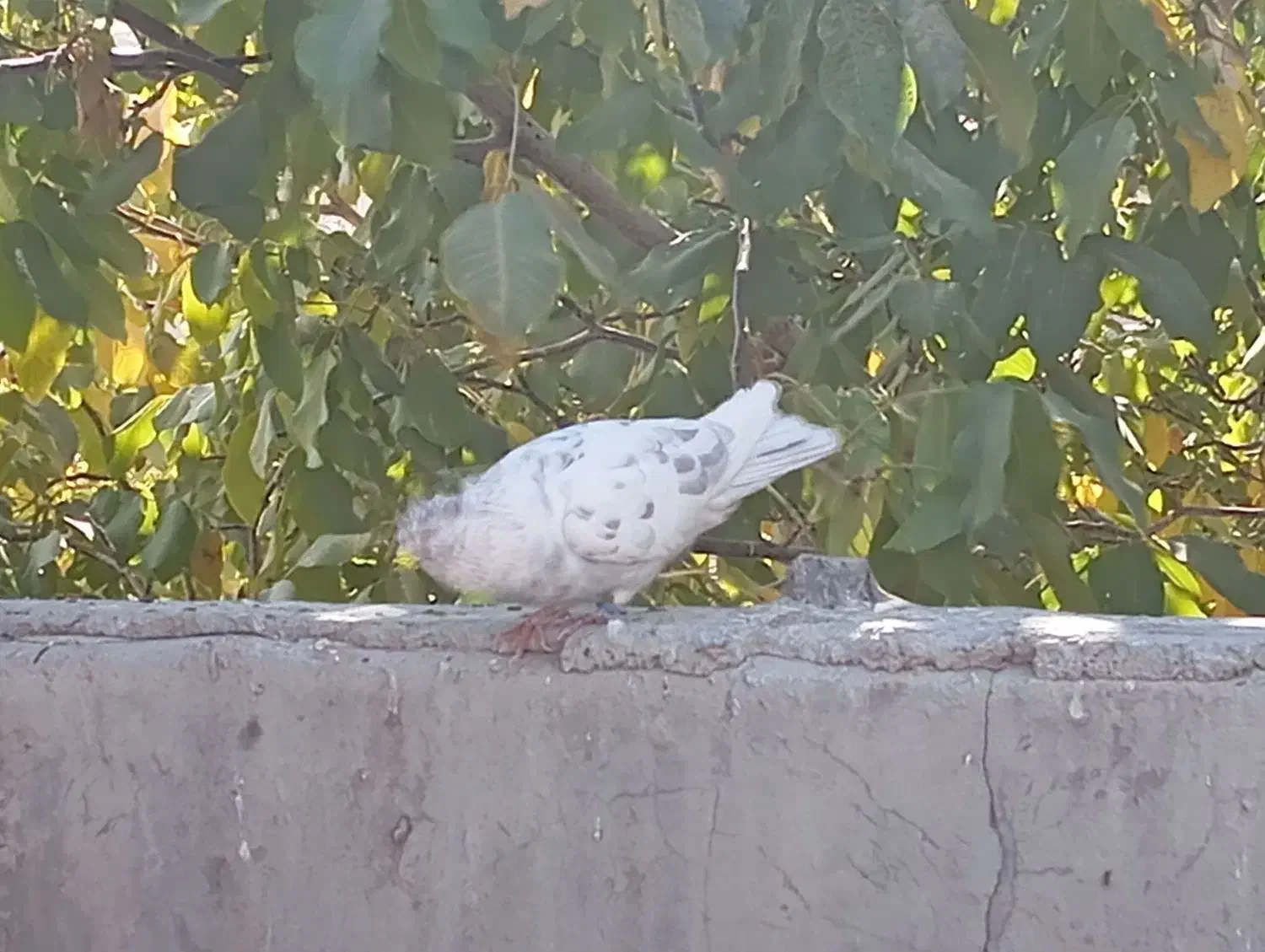 کبوتر|پرنده|بابا حیدر, |دیوار