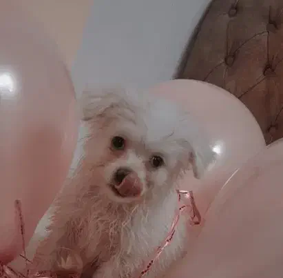 سگ پا کوتاه ناز|سگ|قدس, شهرقدس|دیوار