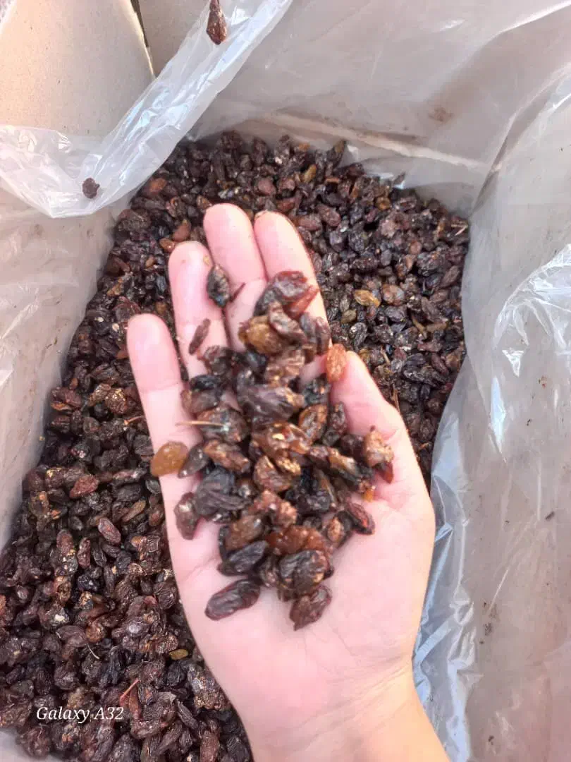 آماده تناژ بالا کشمش آبگیری|خوردنی و آشامیدنی|ورامین, ورامین|دیوار