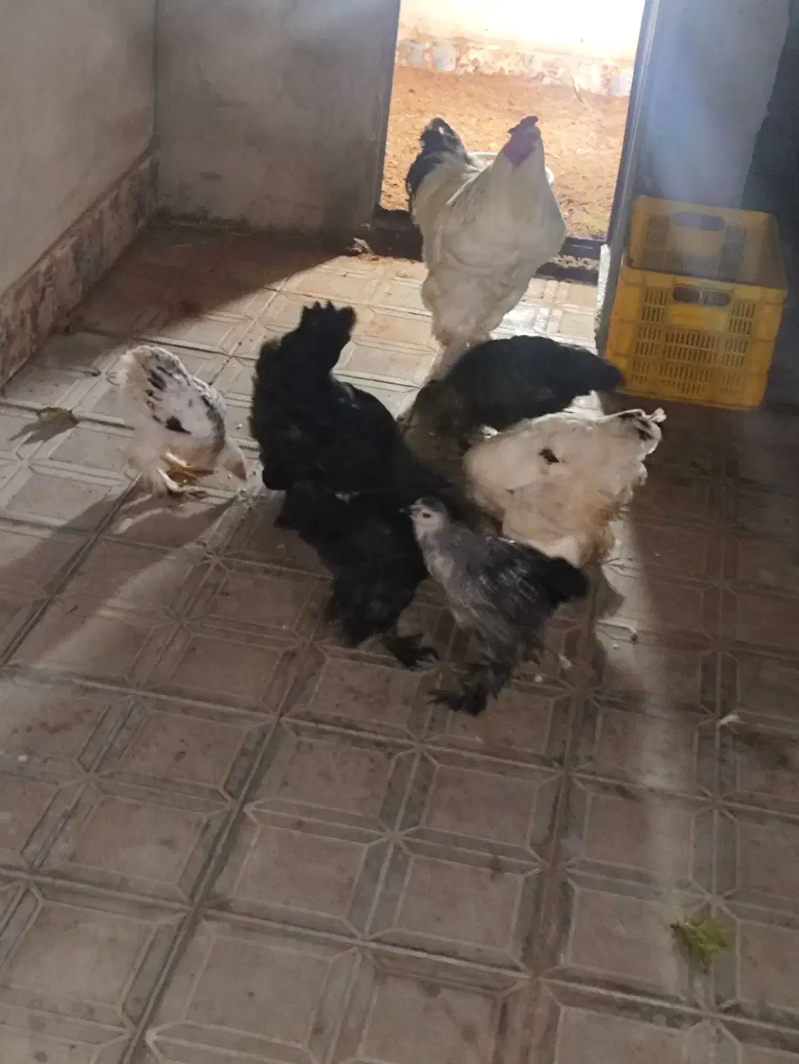 جوجه برهما|حیوانات مزرعه|مرند, |دیوار