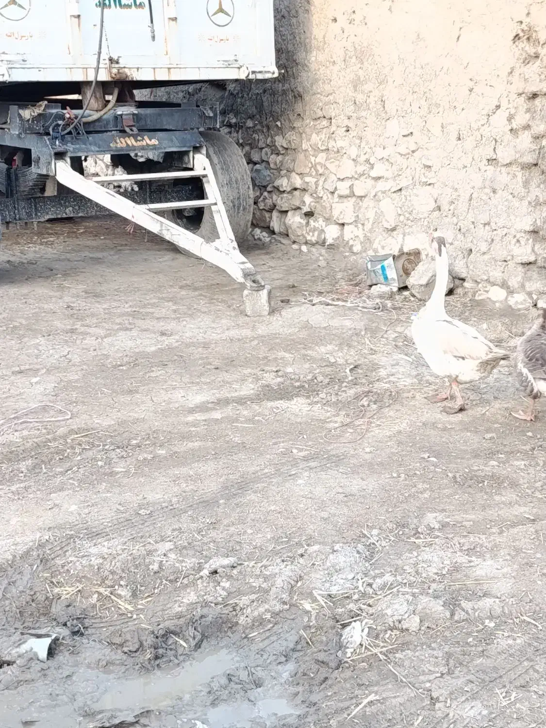 قاز نر|حیوانات مزرعه|نقده, |دیوار