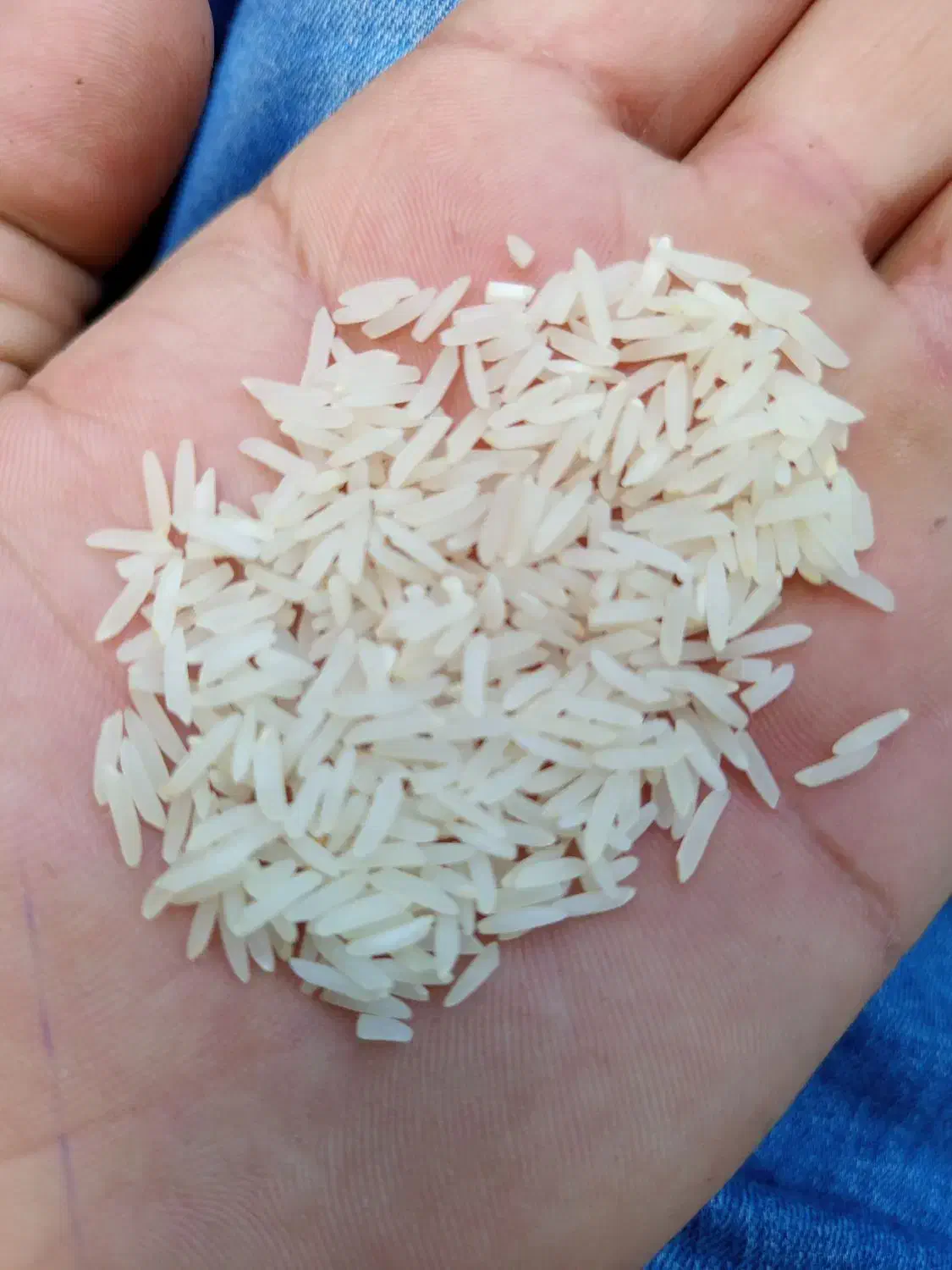 برنج طارم احمدی گرگان|خوردنی و آشامیدنی|گرگان, |دیوار