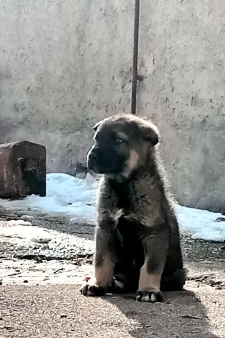 سگ سرابی|سگ|باسمنج, |دیوار