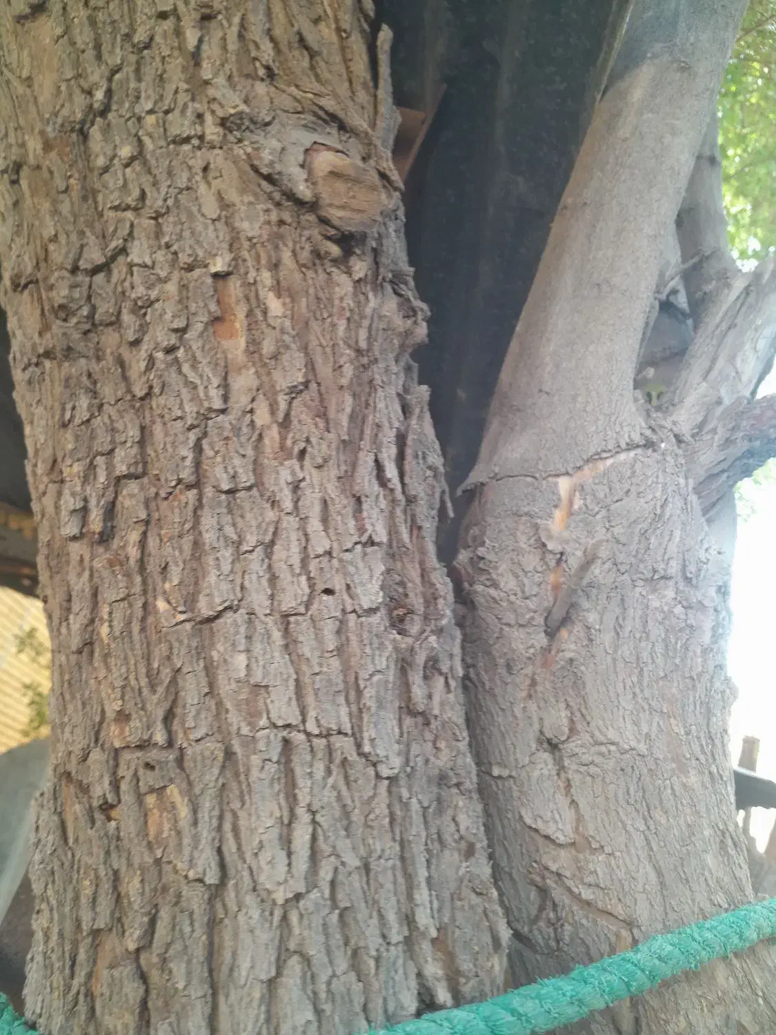 فروش تنه کنار|صنایع دستی و سایر لوازم تزئینی|آبپخش, |دیوار