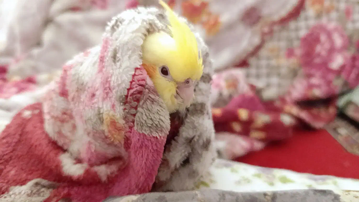 عروس هلندی گمشده|پرنده|برازجان, |دیوار