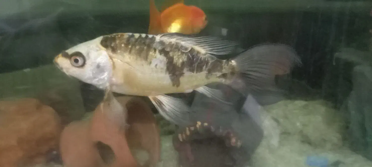 ماهی کوی باله بلند|ماهی|تبریز, |دیوار