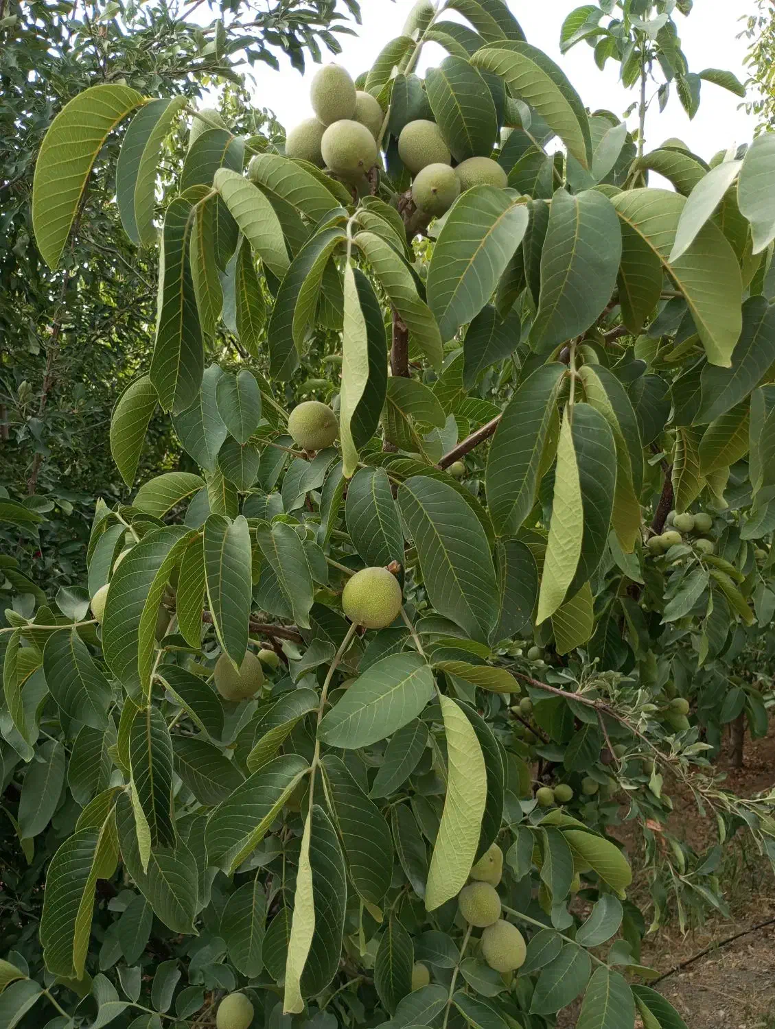 گردو تخم پیوندی|خدمات باغبانی و درختکاری|سامان, |دیوار